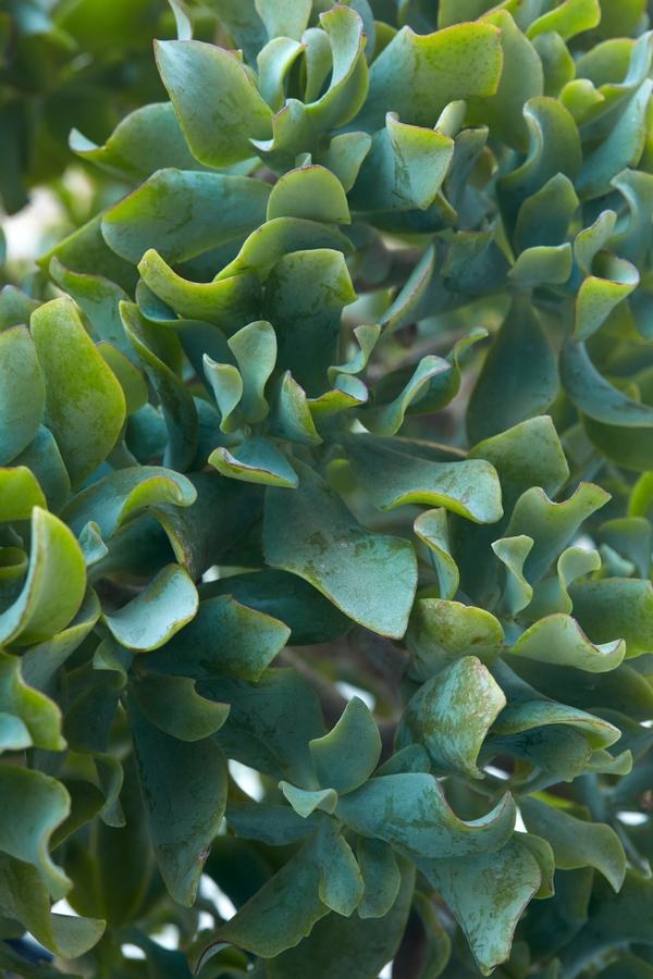 Crassula arborescens Blue Wave