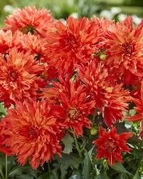 Dahlia Fun Elmo