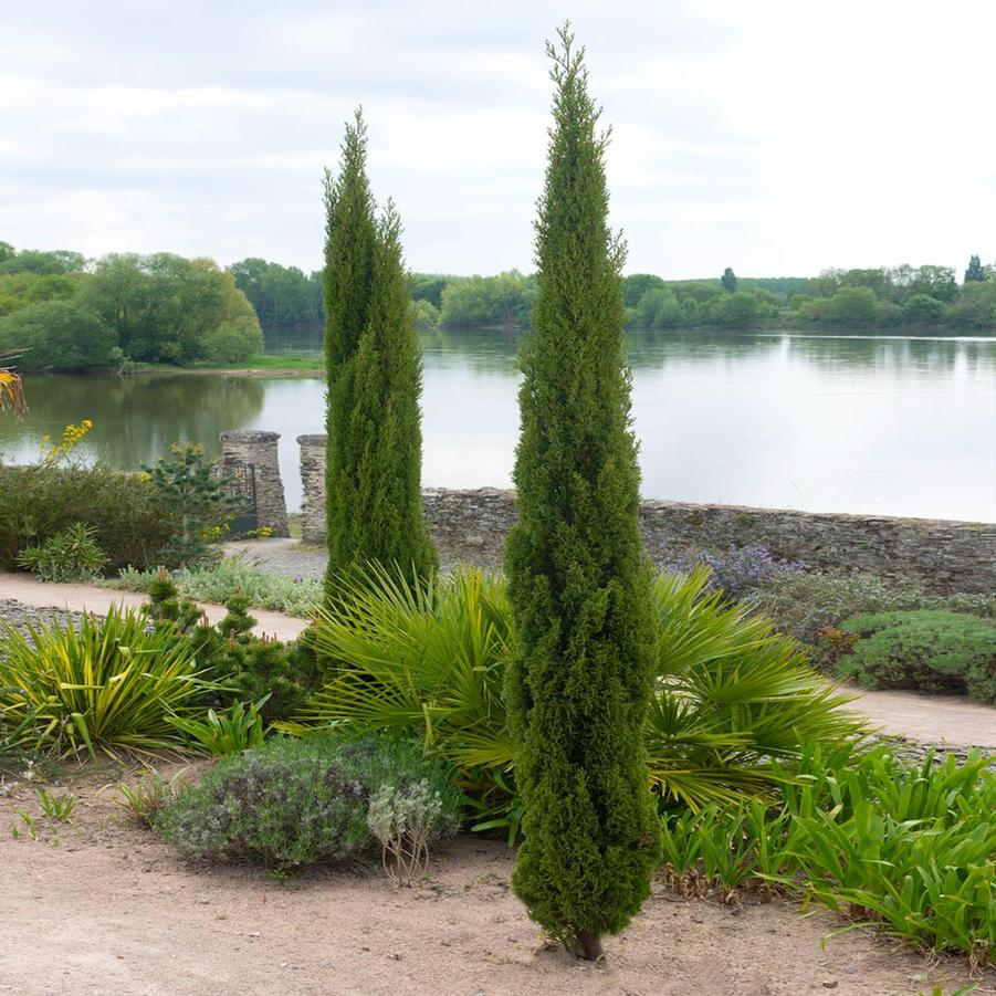 Cupressus sempervirens Dwarf