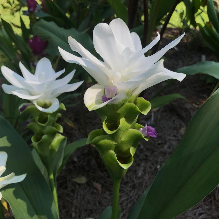 Curcuma alismatofolia Lanna Snow