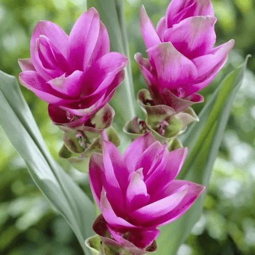 Curcuma alismatofolia Green Pink Chocolate