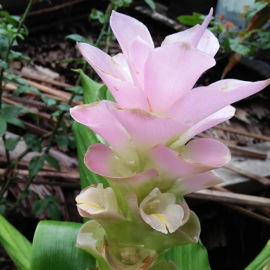 Curcuma alismatofolia Laddawan