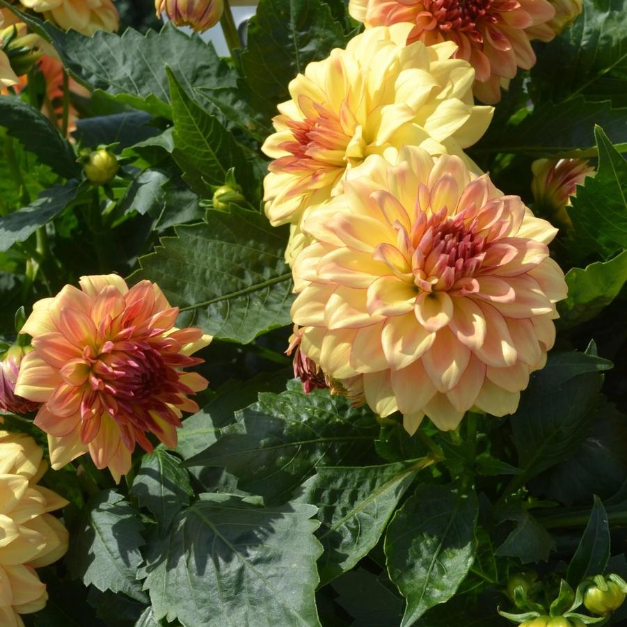 Dahlia LaBella&reg; Grande Fun Sunrise
