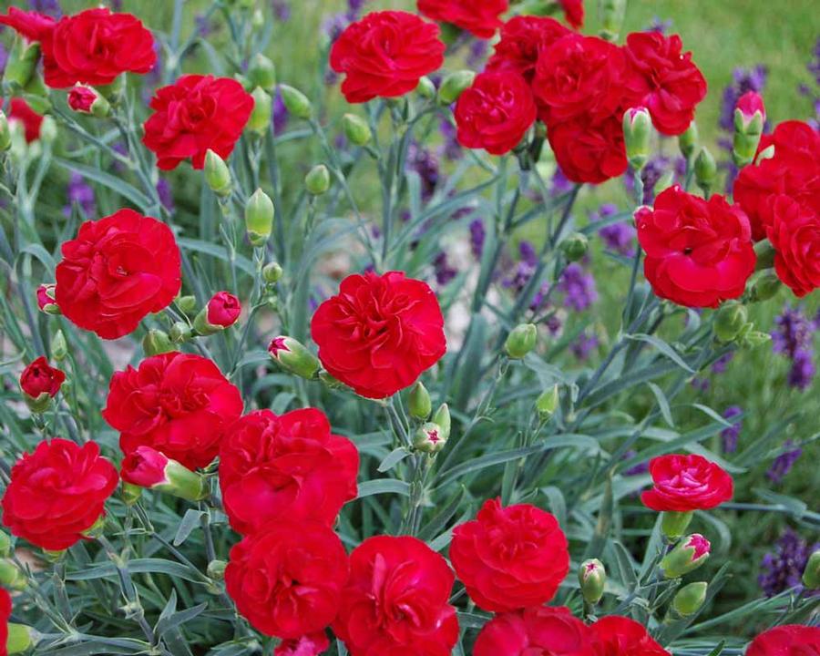 Dianthus Scent First&reg; Scent First Passion