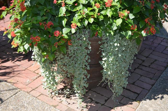 Dichondra argentea Silver Falls&trade;