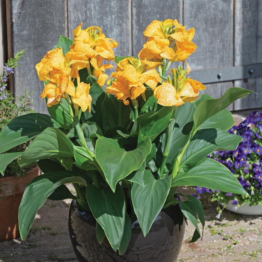 Canna x generalis Cannova&reg; Gold Leopard