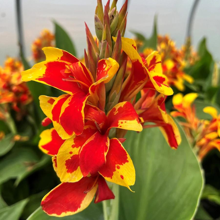 Canna x generalis Cannova&reg; Red Golden Flame