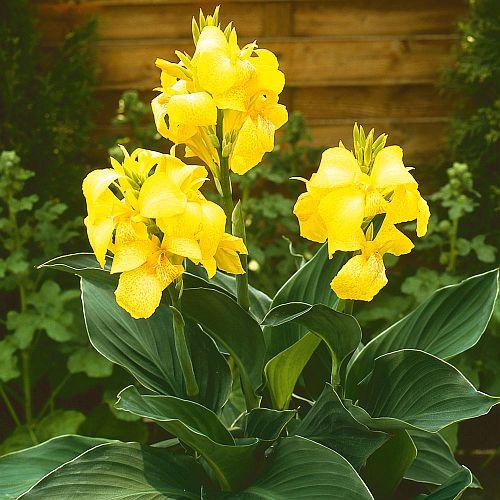 Canna x generalis Cannova&reg; Yellow