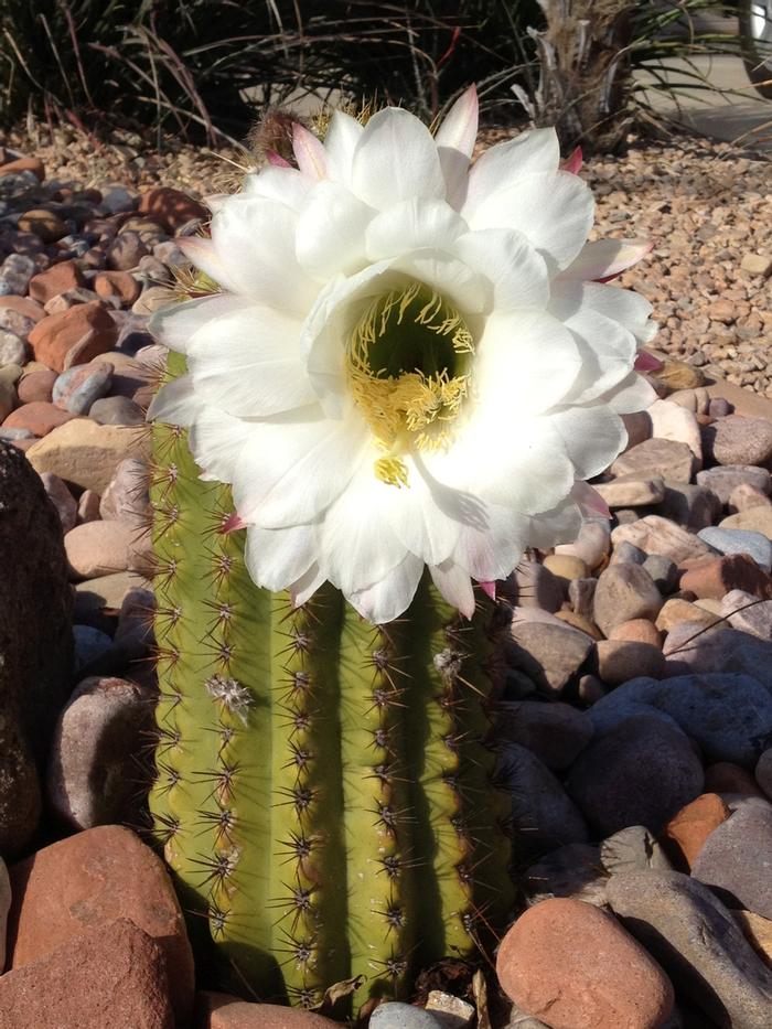 Echinopsis terscheckii 