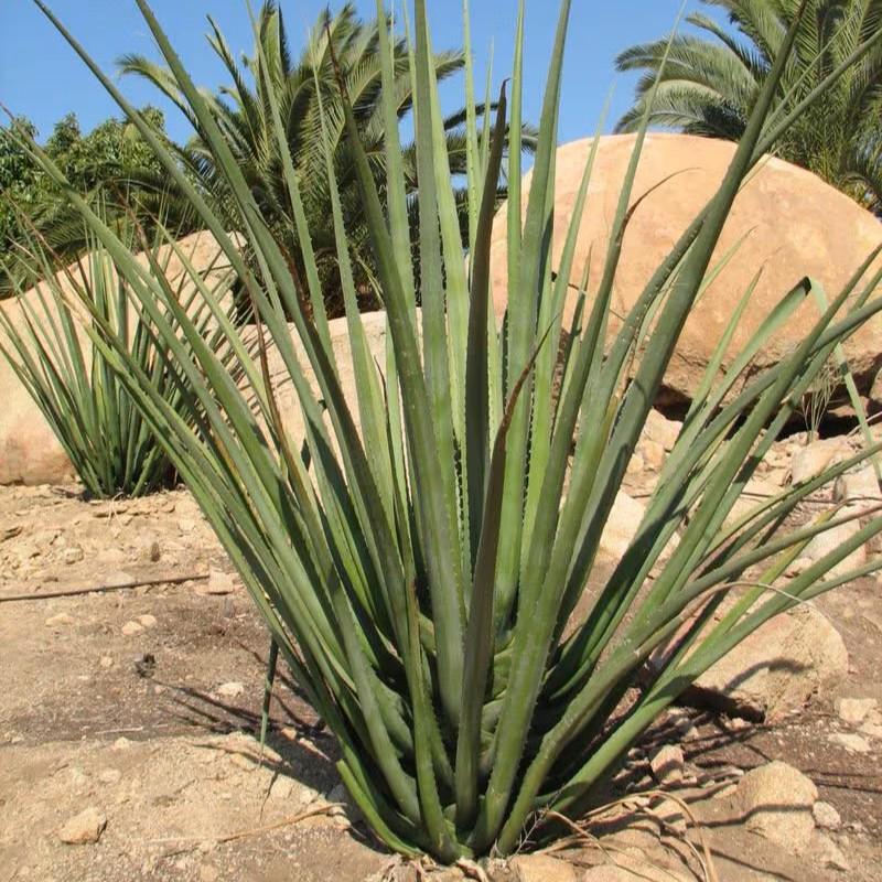Furcraea macdougalii 