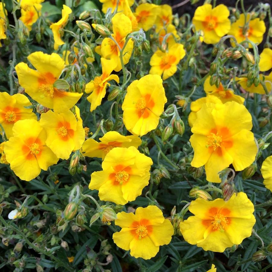 Helianthemum nummularium Ben Fahada