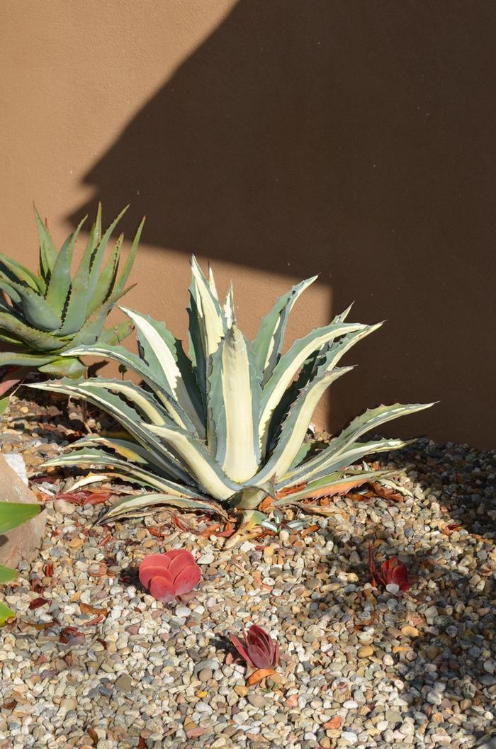 Agave americana var. medio-picta Alba