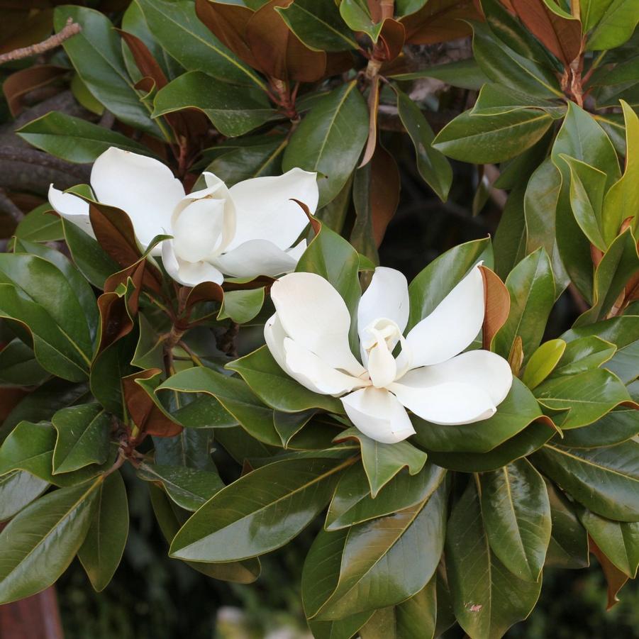Magnolia grandiflora D.D. Blanchard