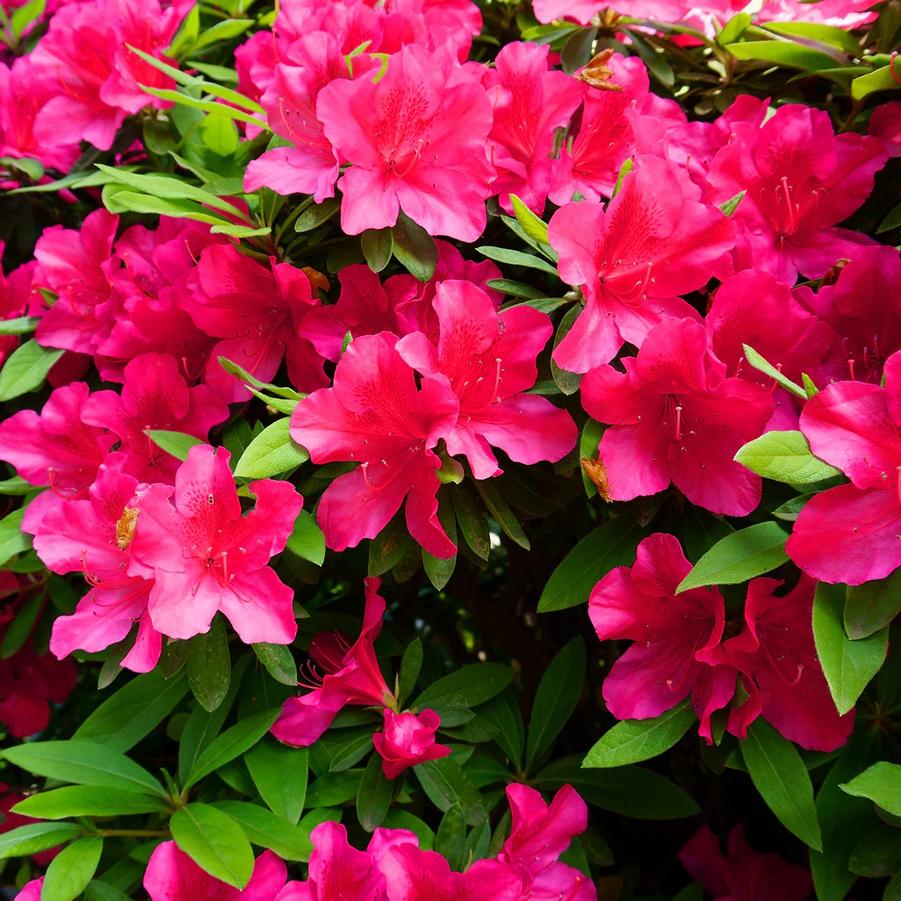 Azalea Southern Indica Red Formosa