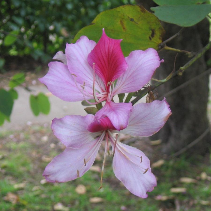 Bauhinia variegata 