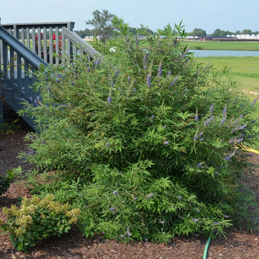 Vitex agnes-castus Busy Bee