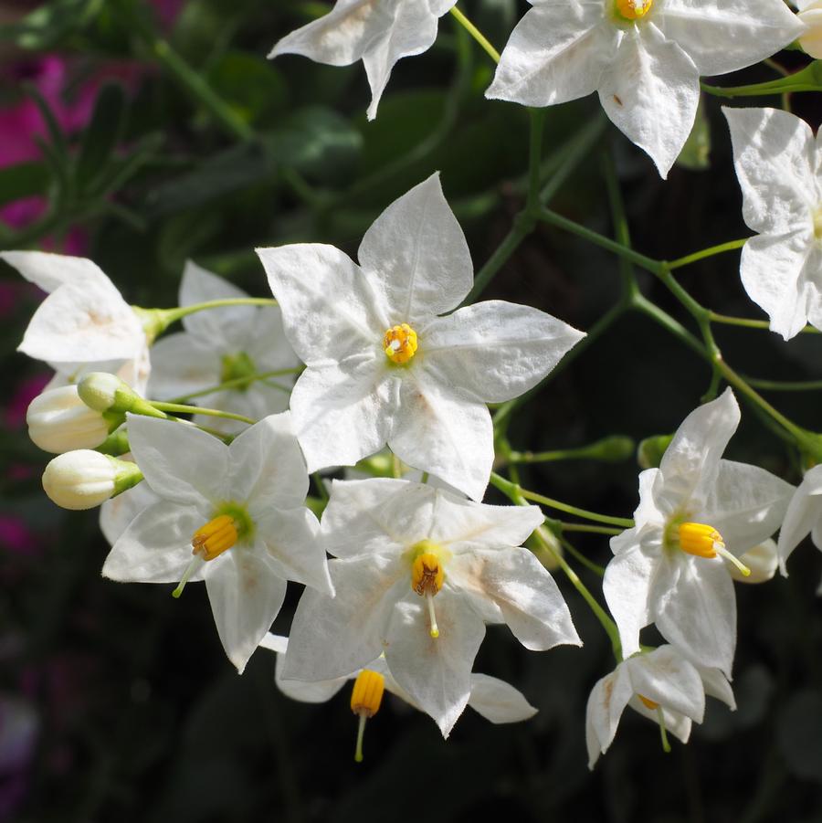 Solanum jasminoides 