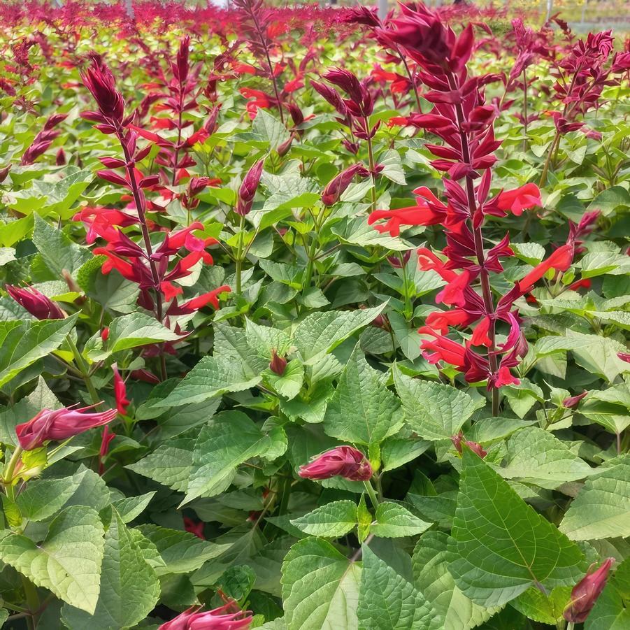 Salvia splendens x darcyi