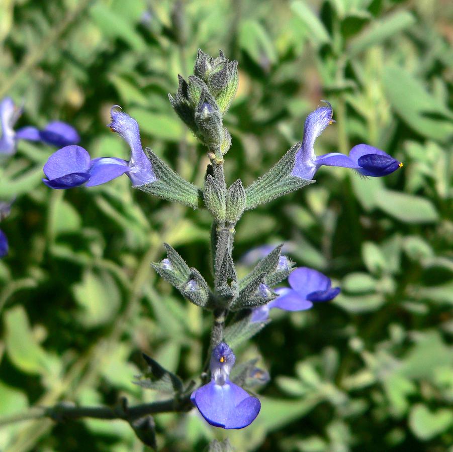 Salvia chamaedryoides 