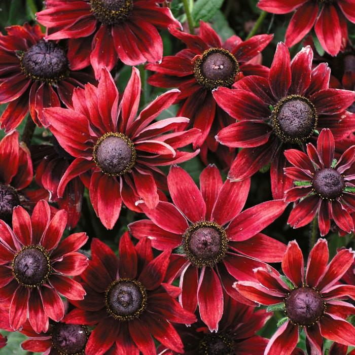 Rudbeckia hirta Cherry Brandy