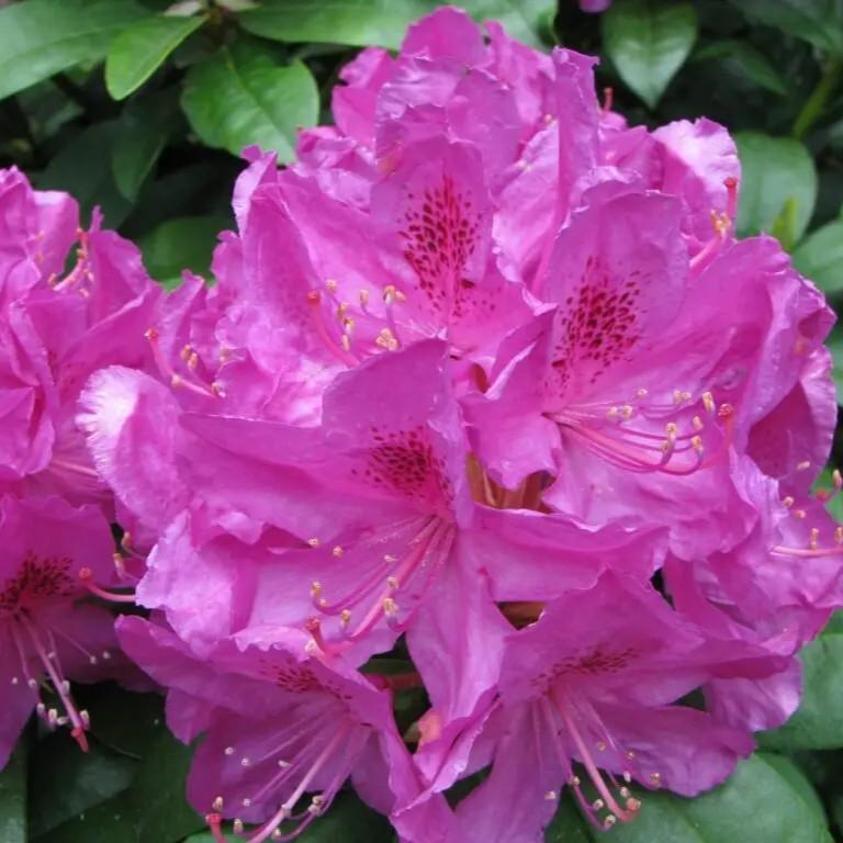 Rhododendron Anah Kruschke