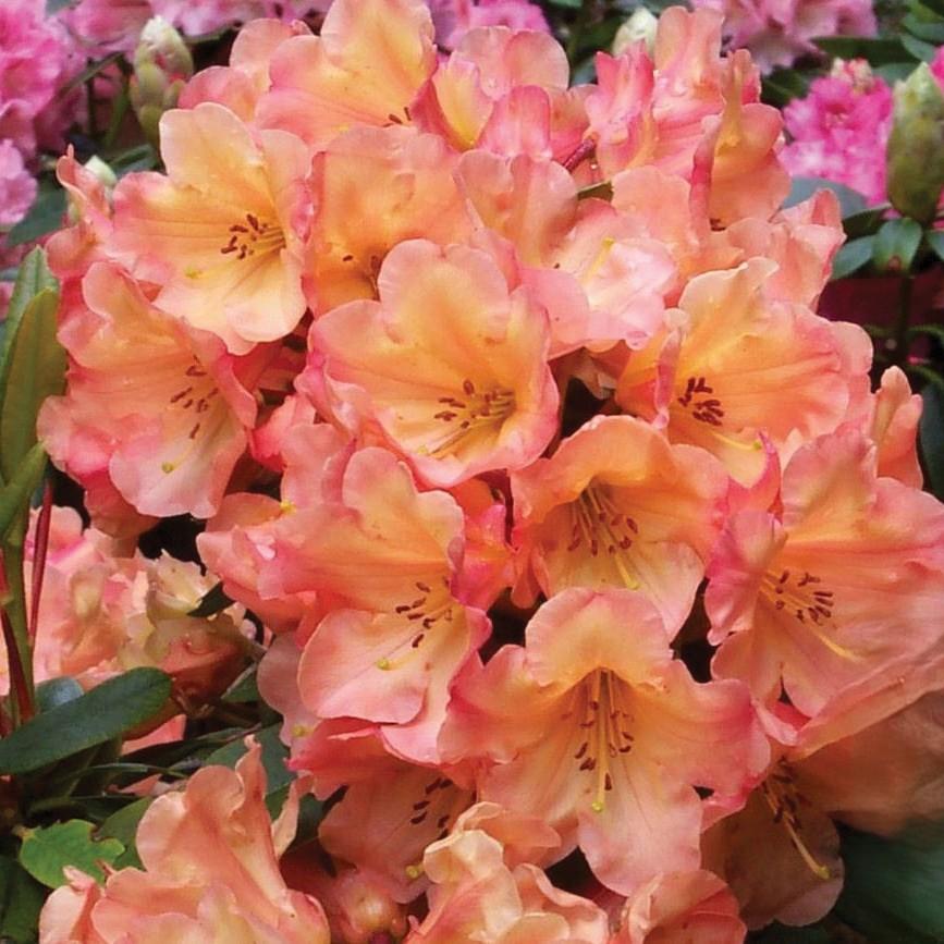 Rhododendron Honey Butter