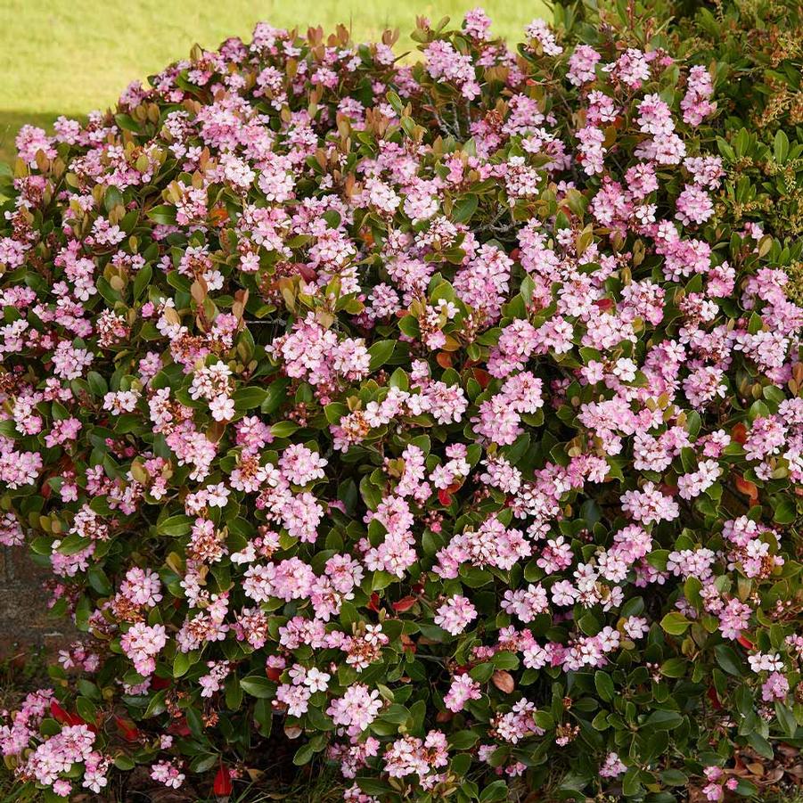 Rhaphiolepis indica Pinkie