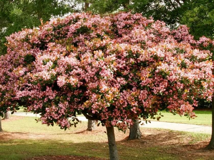 Rhaphiolepis indica Rosalinda®