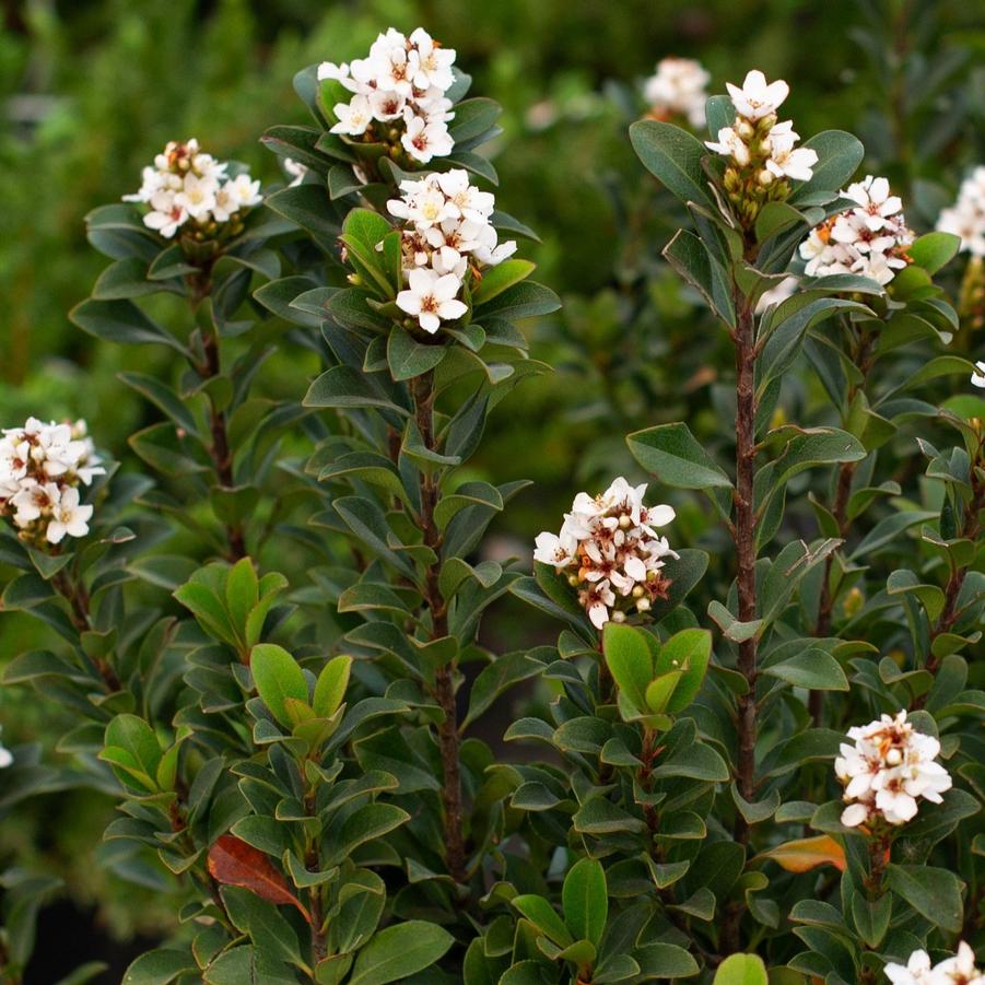 Rhaphiolepis umbellata Minor
