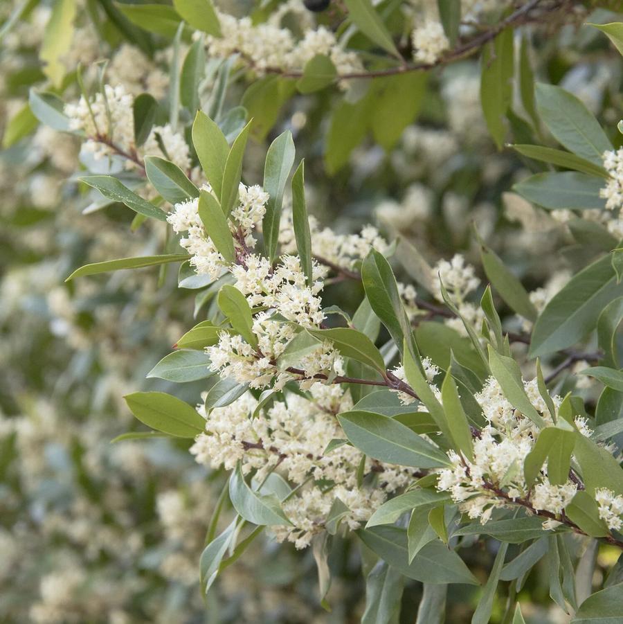 Prunus caroliniana Bright & Tight