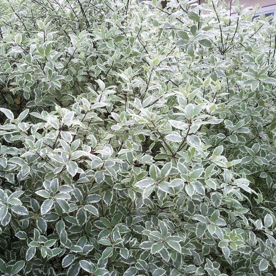Pittosporum tenuifolium Marjorie Channon