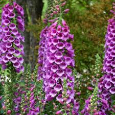 Digitalis purpurea Dalmation Purple
