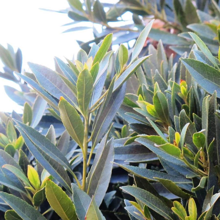 Elaeocarpus dicipiens 