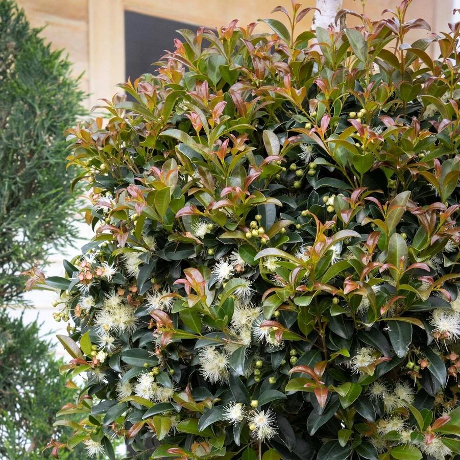 Eugenia myrtifolia Monterey Bay
