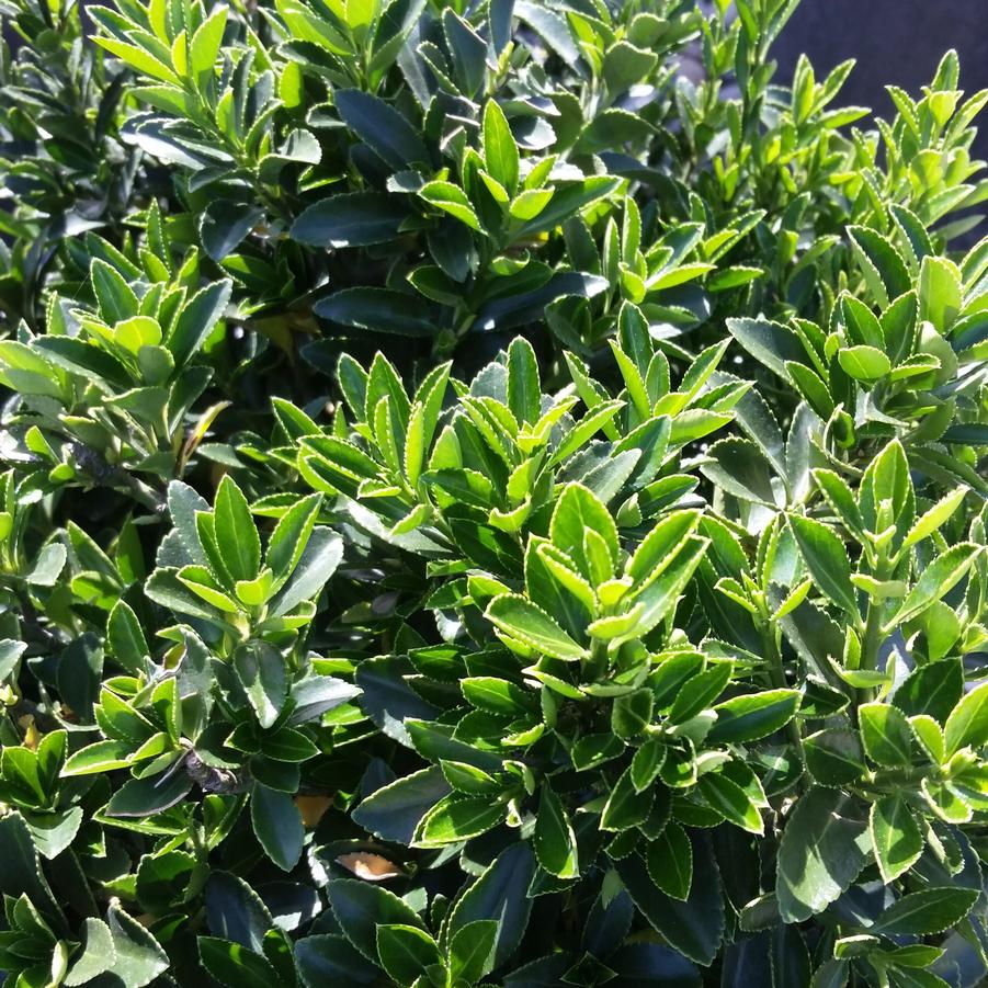 Euonymus japonicus Microphylla