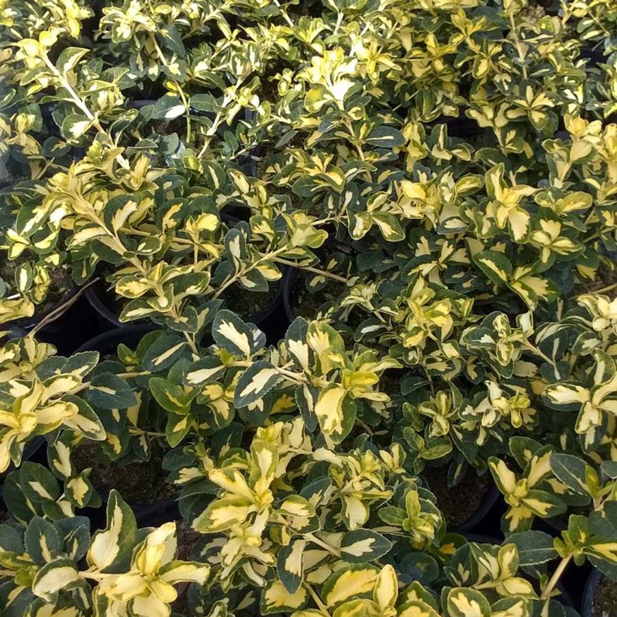 Euonymus japonicus Aureovariegatus