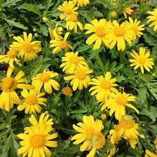 Euryops pectinatus Sonnenschein