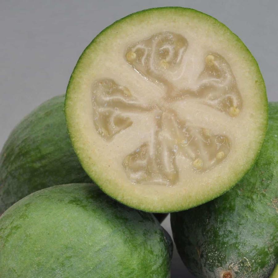 Feijoa sellowiana Bambina