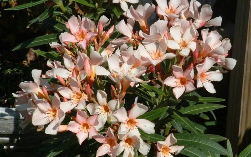 Nerium oleander Petite Salmon