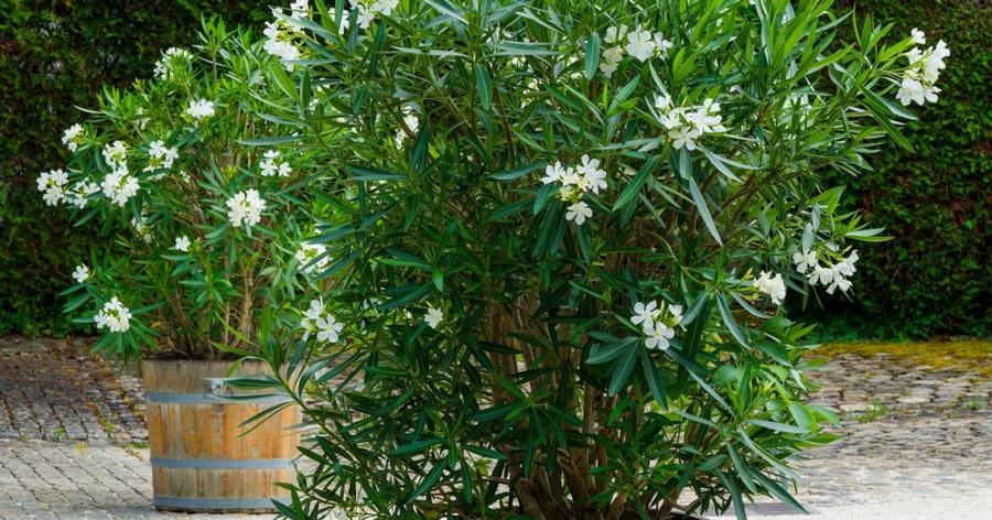 Nerium oleander White Sands