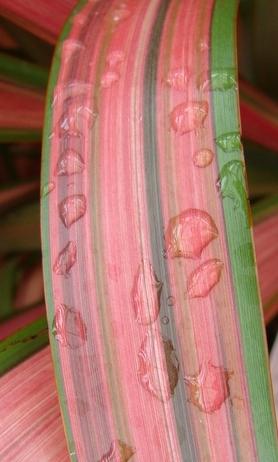 Phormium Centerpiece&trade; Jester