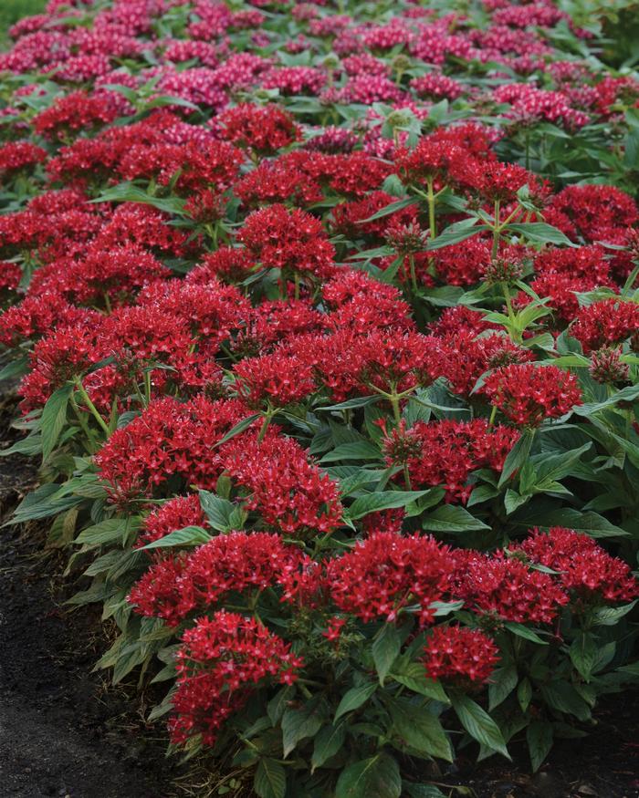 Pentas lanceolata Lucky Star&trade; Dark Red