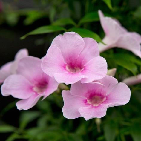 Pandorea jasminoides Rosea