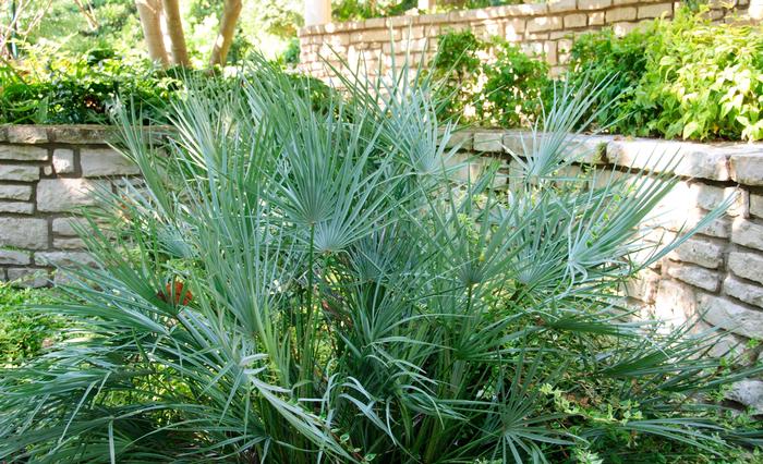 Chamaerops humilis Cerifera