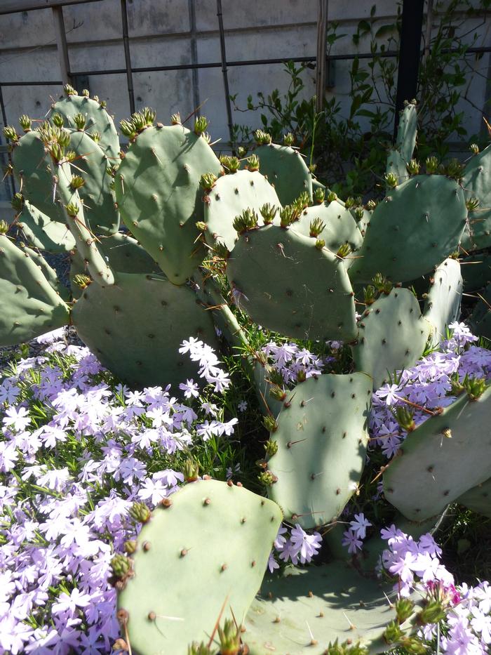 Opuntia humifusa 