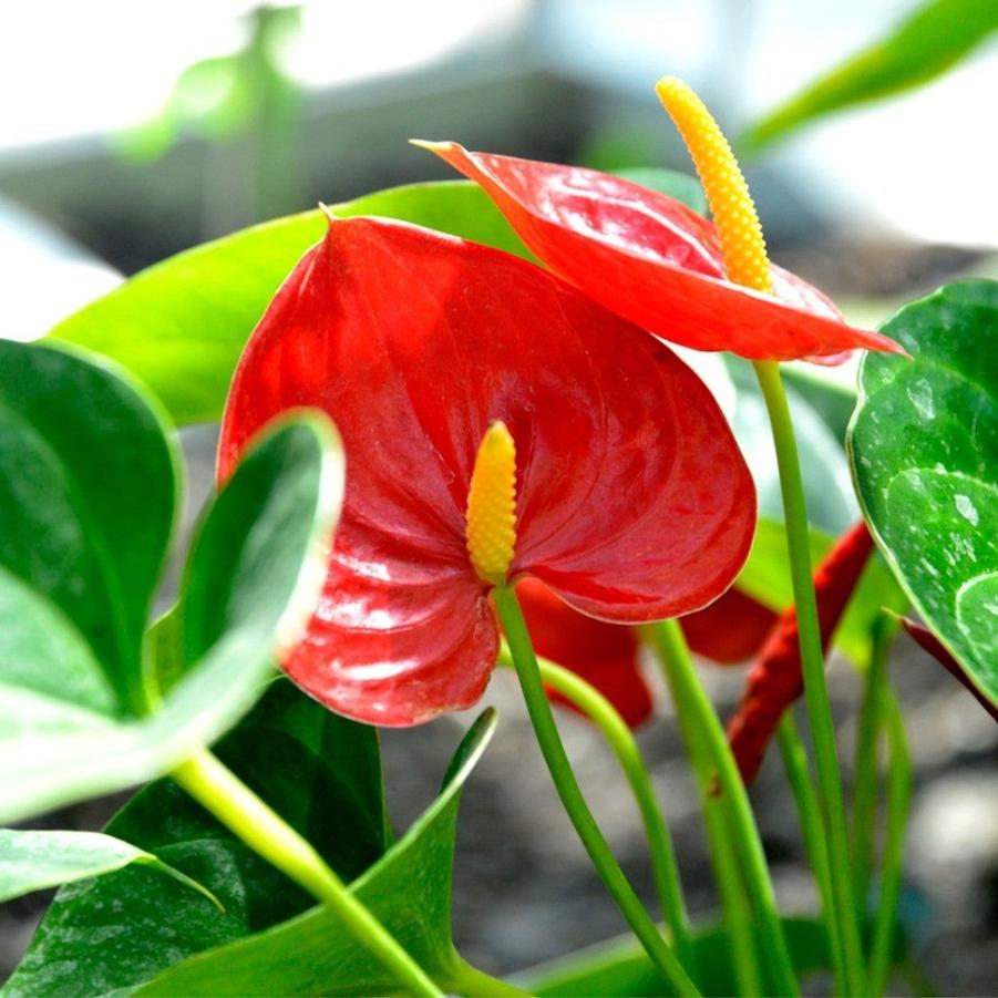 Anthurium 