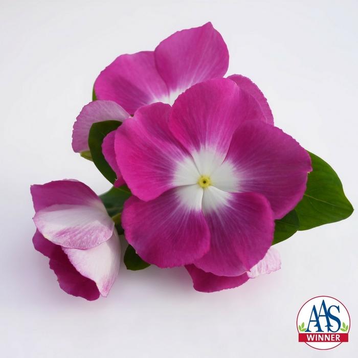 Catharanthus roseus Mega Bloom Orchid Halo