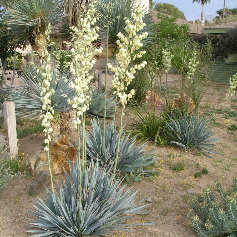 Yucca pallida 