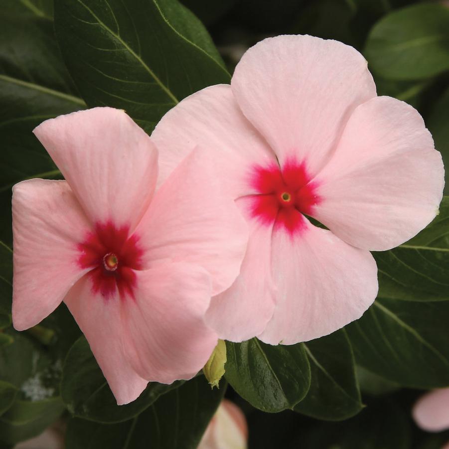 Catharanthus roseus Mega Bloom Apricot