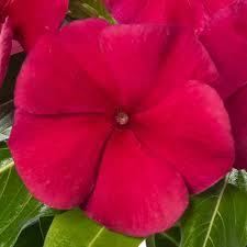 Catharanthus roseus Blockbuster Red